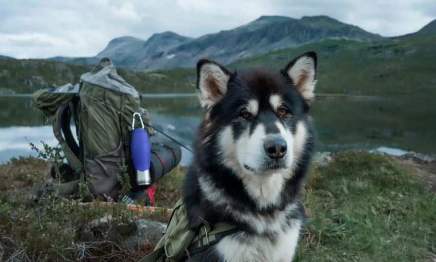 Dog Mate Bpa Free Insulated 800ml Water Bottle 