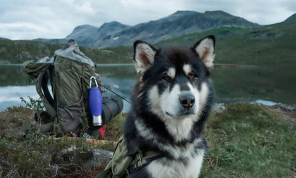 Dog Mate Bpa Free Insulated 800ml Water Bottle 