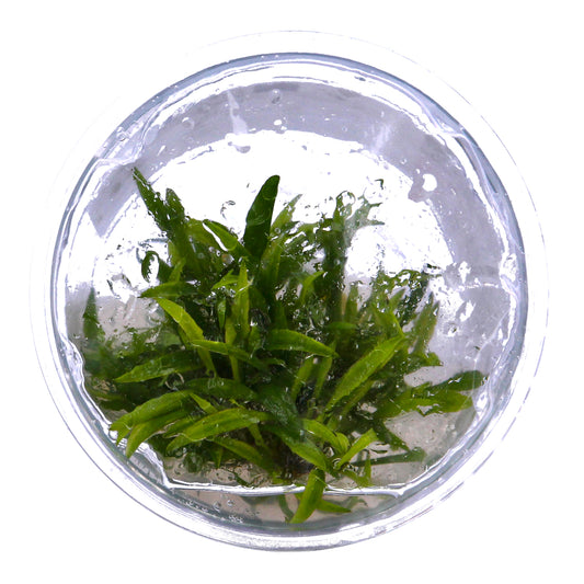 Tropica 1-2 Grow Cryptocoryne Crispatula Aquarium Plant