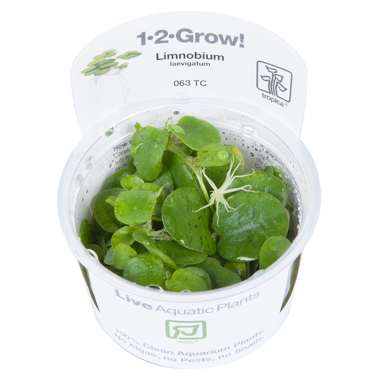 Tropica Limnobium laevigatum (Easy, Floating) 1-2-Grow!