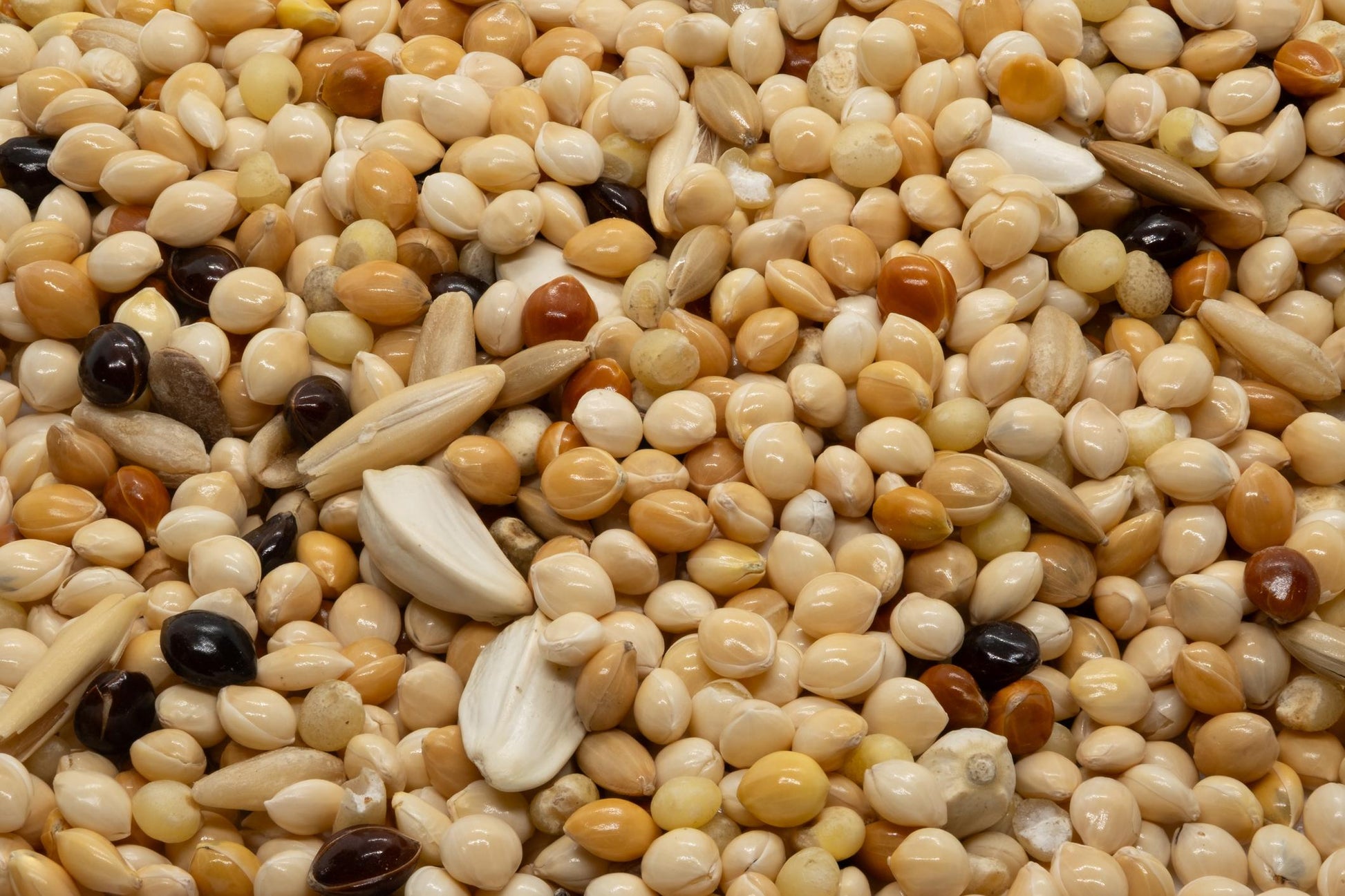 Bucktons Budgie 50/50 Bird Seed Mix 20kg Bulk Bag