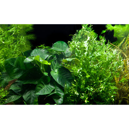 Tropica Microsorum - Anubias 'Duet' (Easy, On Wood)