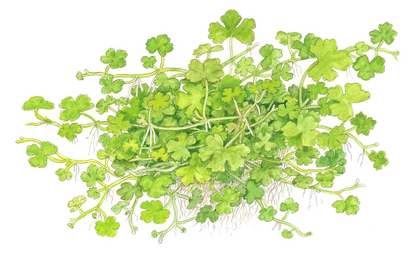 Tropica Hydrocotyle Tripartita Aquarium Live Plant