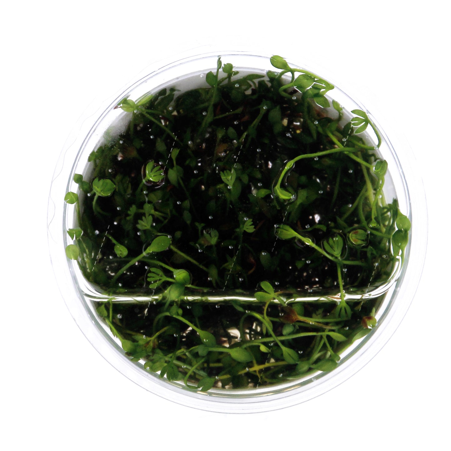 Tropica Marsilea minuta (Carpet Plant) 1-2-Grow!