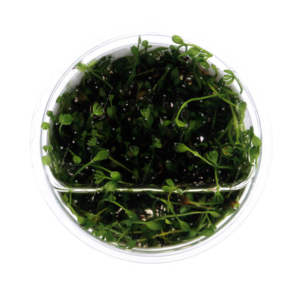 Tropica Marsilea minuta (Carpet Plant) 1-2-Grow!