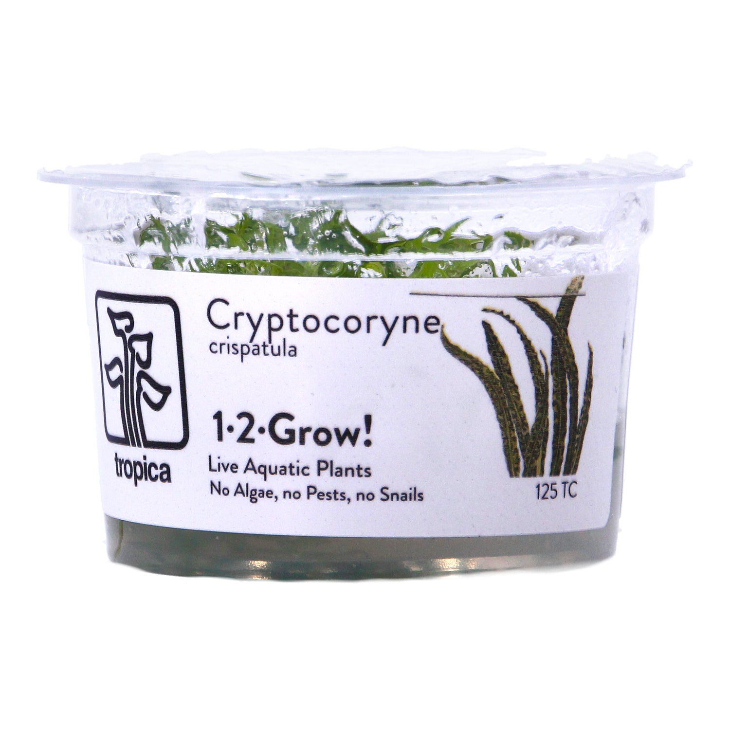 Tropica 1-2 Grow Cryptocoryne Crispatula Aquarium Plant
