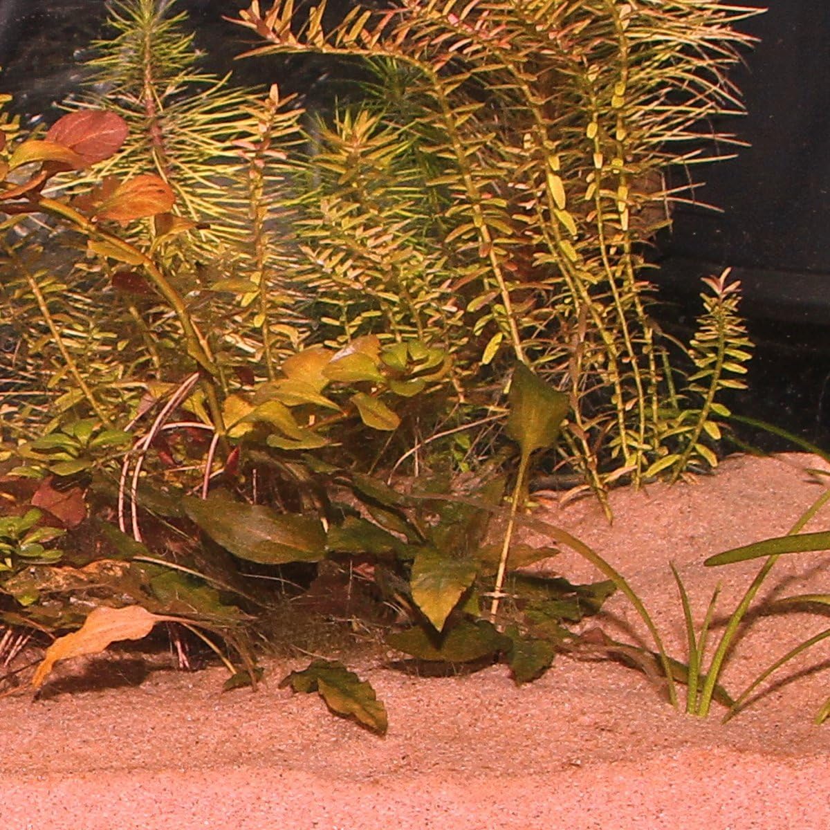 JBL Sansibar Aquarium Fish Tank Plant Substrate Sand 10kg