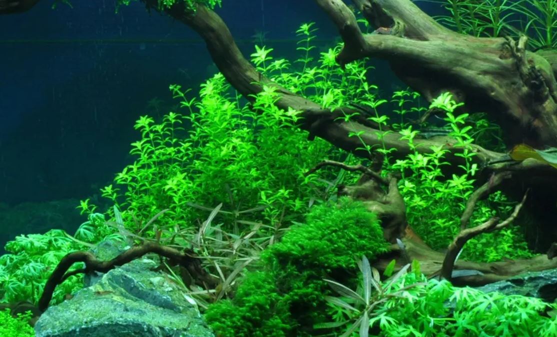 Tropica Hemianthus Micranthemoides Aquarium Live Plant