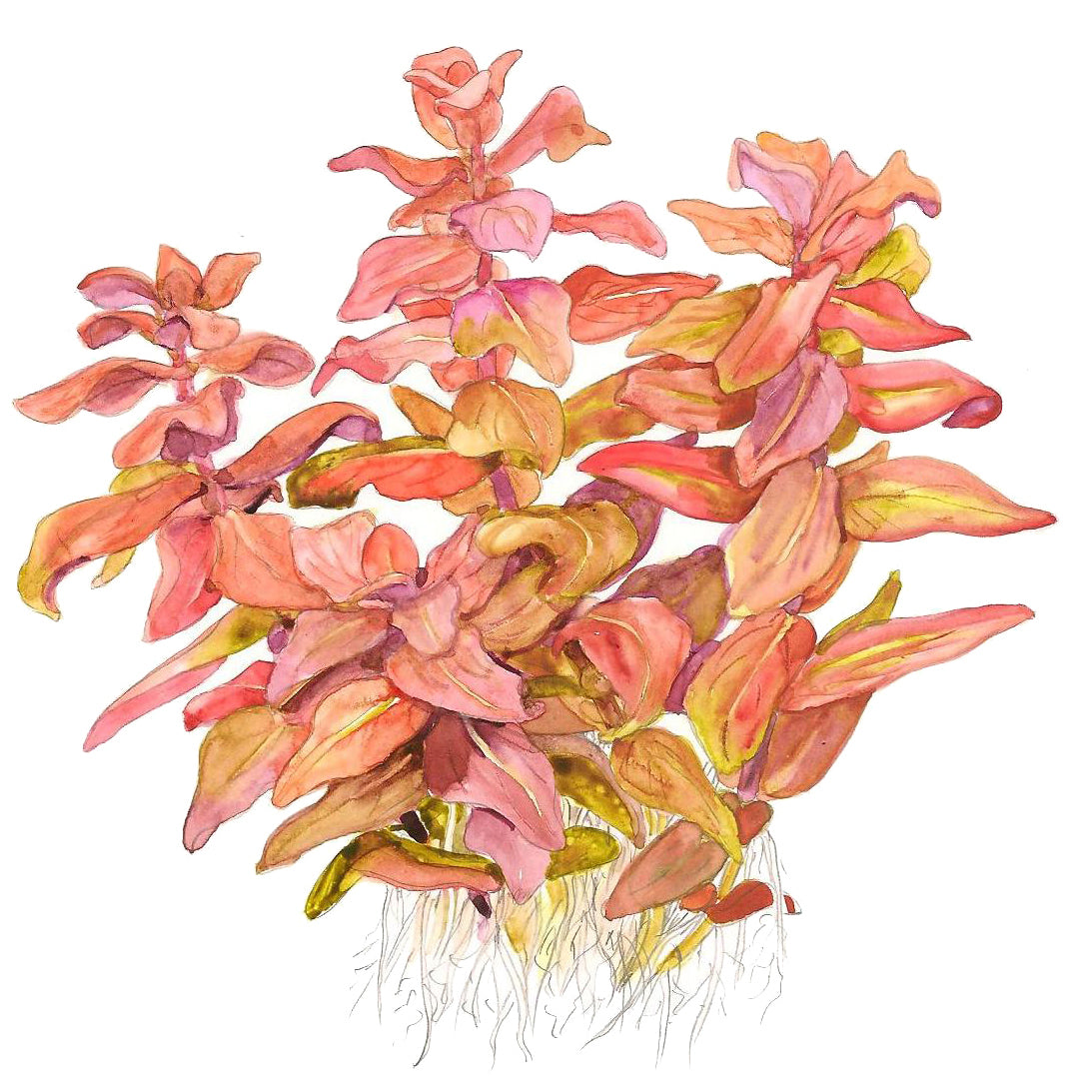 Tropica Rotala macrandra (Advanced, Red) 1-2-Grow!