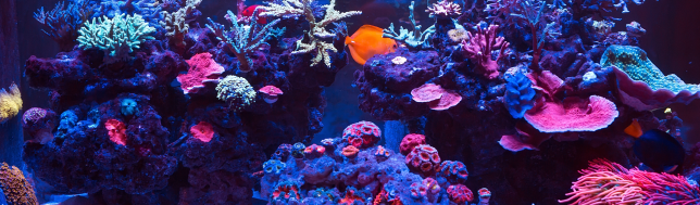 Shop Marine Tanks