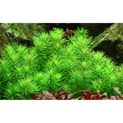 Tropica Pogostemon deccanensis (Medium, Middleground) 1-2-Grow!