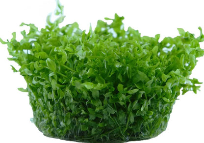 Tropica Hemianthus Micranthemoides Aquarium Live Plant