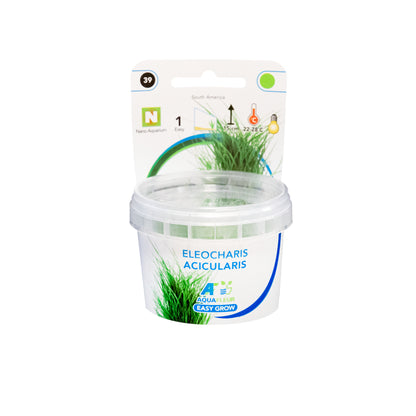 Aquafleur Easy Grow 39 Eleocharis Acicularis Live Plant