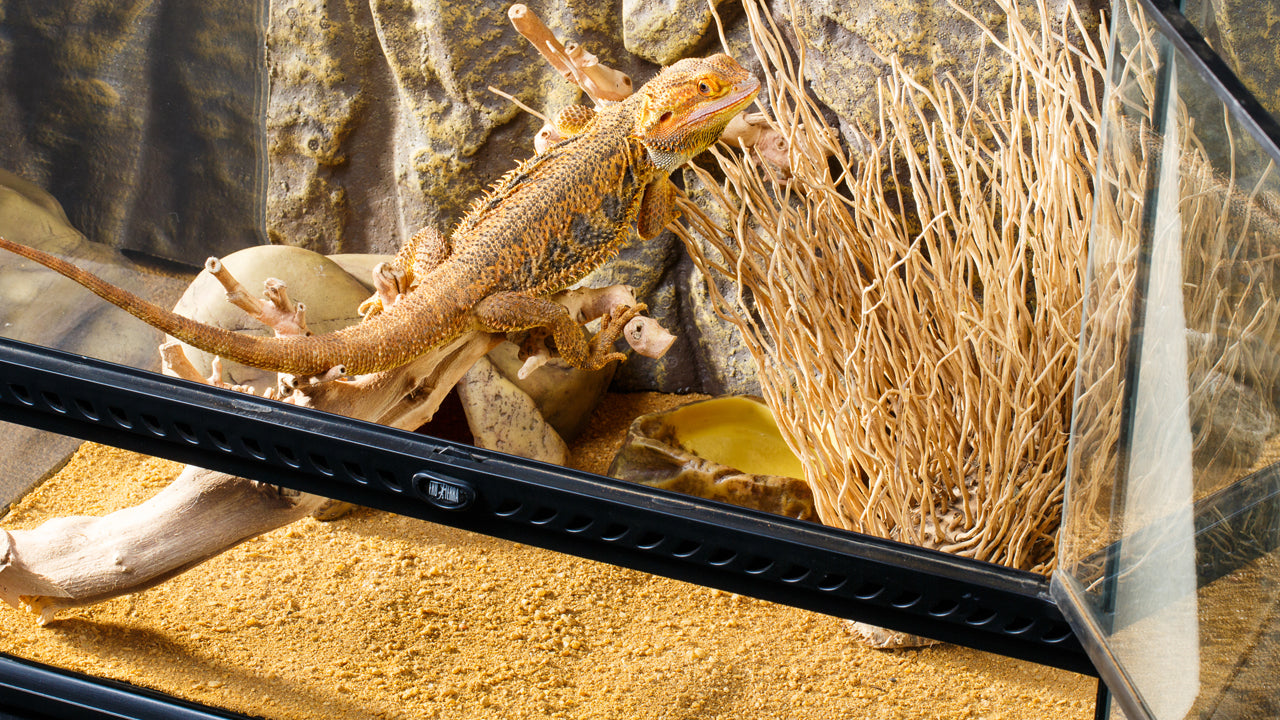 Exo Terra Sand Mat Medium for Reptile