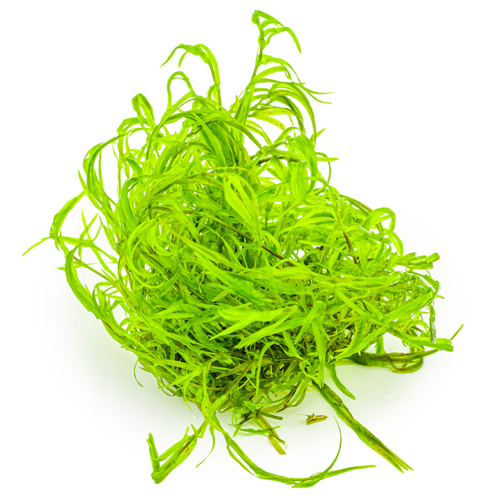 Tropica 1-2 Grow Najas Guadalupensis Guppy Grass Live Aquarium Plant
