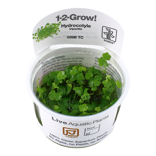 Hydrocotyle tripartita (Medium, Foreground) 1-2-Grow! (NEW)