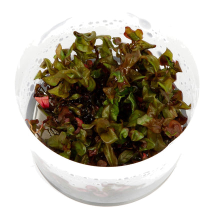 Tropica Rotala macrandra (Advanced, Red) 1-2-Grow!