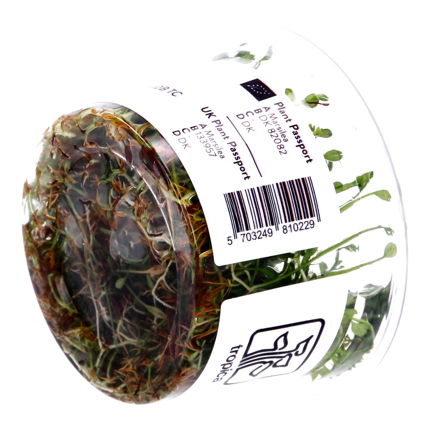 Tropica Marsilea minuta (Carpet Plant) 1-2-Grow!