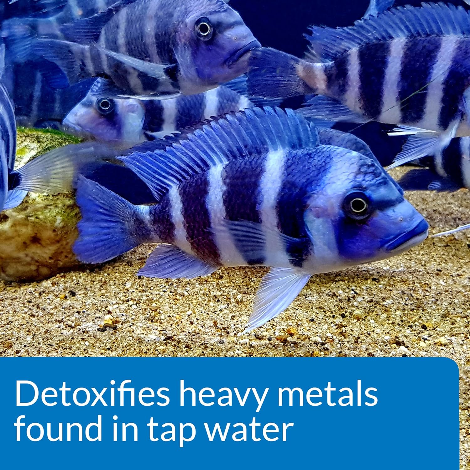 Bermuda Tapwater Conditioner
