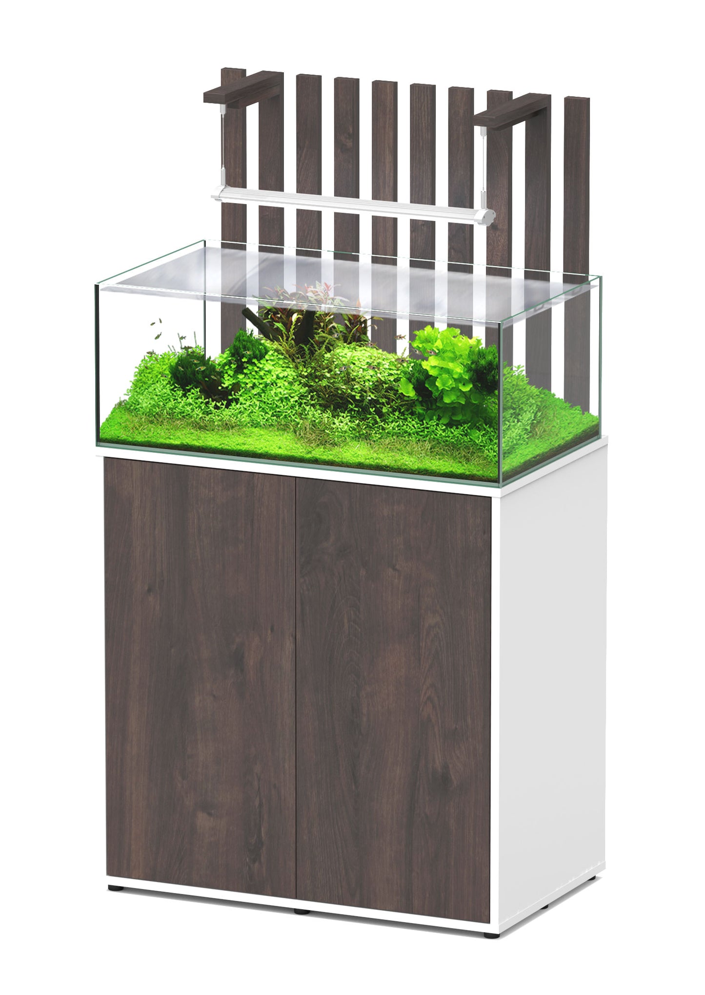 Shallow Aquascape 80 Aquarium