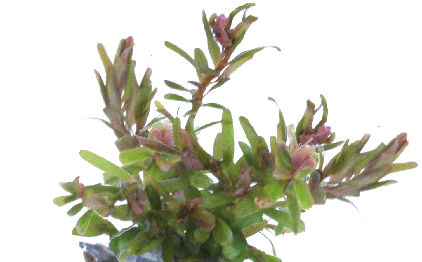 Aquafleur Easy Grow 99 Rotala H'ra Aquarium Live Plant