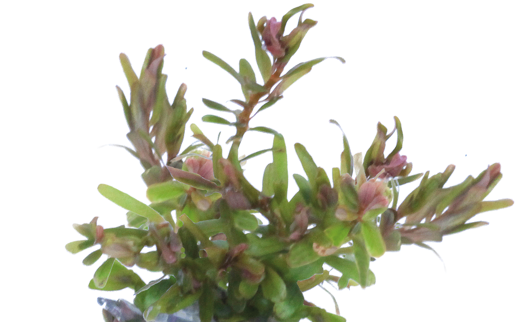 Aquafleur Easy Grow 99 Rotala H'ra Aquarium Live Plant