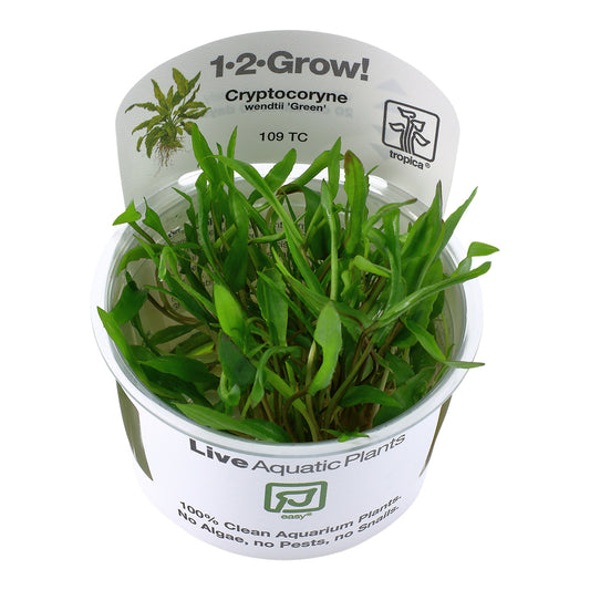 Tropica Cryptocoryne wendtii 'Green' (Easy, Middleground) 1-2-Grow!