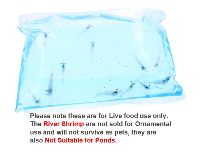 Live Food: River Shrimp 200ml (See Listing for Shipment details)