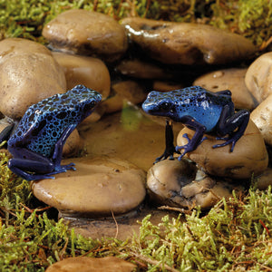 Exo Terra Frog Pond Large Pebble Water Dish