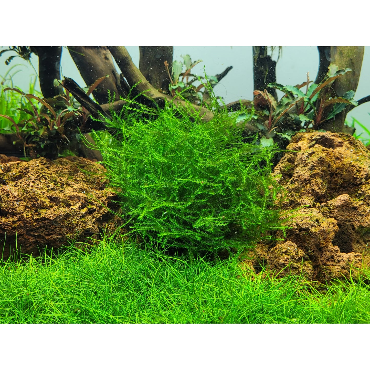 Tropica Leptodictyum riparium (Easy, Moss) 1-2-Grow!