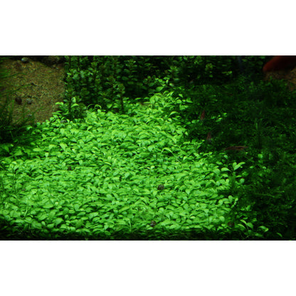 Tropica Glossostigma elatinoides (Advanced, Foreground) 1-2-Grow!