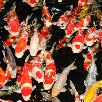 JBL ProPond Winter 0.6kg (BB 05/26) 