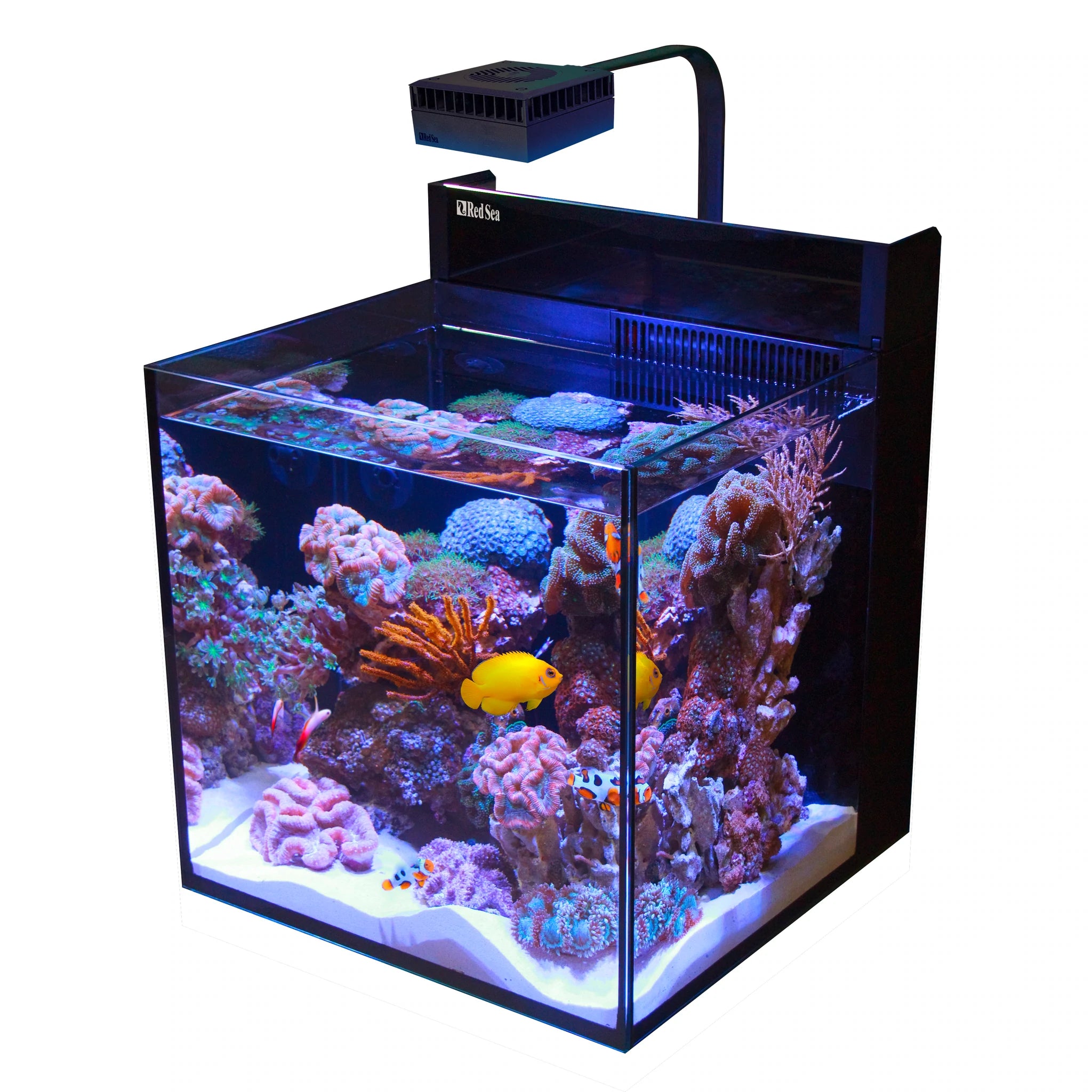 Fish tank price sales online