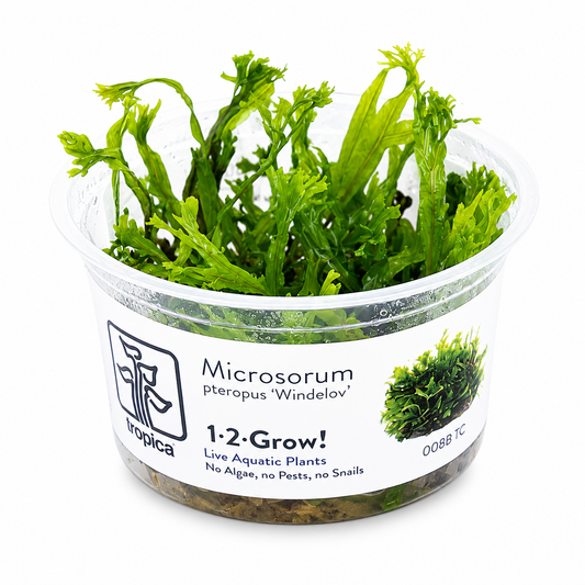1-2 Grow Microsorum pteropus 'Windeløv' (NEW)