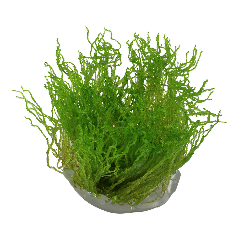 Tropica Taxiphyllum sp. ’Flame Moss’ (Medium, Middleground) 1-2-Grow!