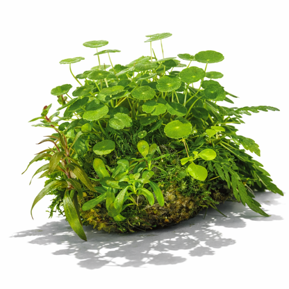 BioArt Drop 285 Black Nano Garden LED Plant Terrarium Dome