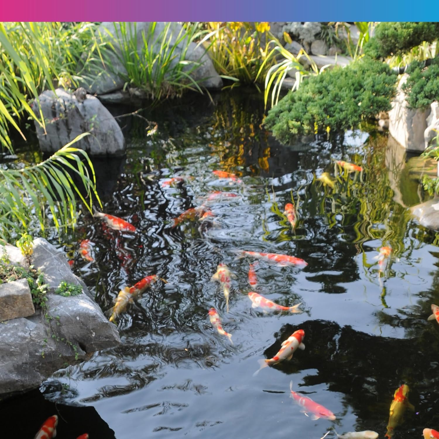 NT Labs Koi Care Filter Bugs