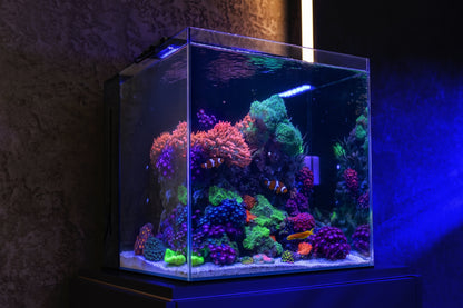 Aquaforest Nano Tank 85L Reef in the Box Complete Marine Reef Aquarium Starter Kit