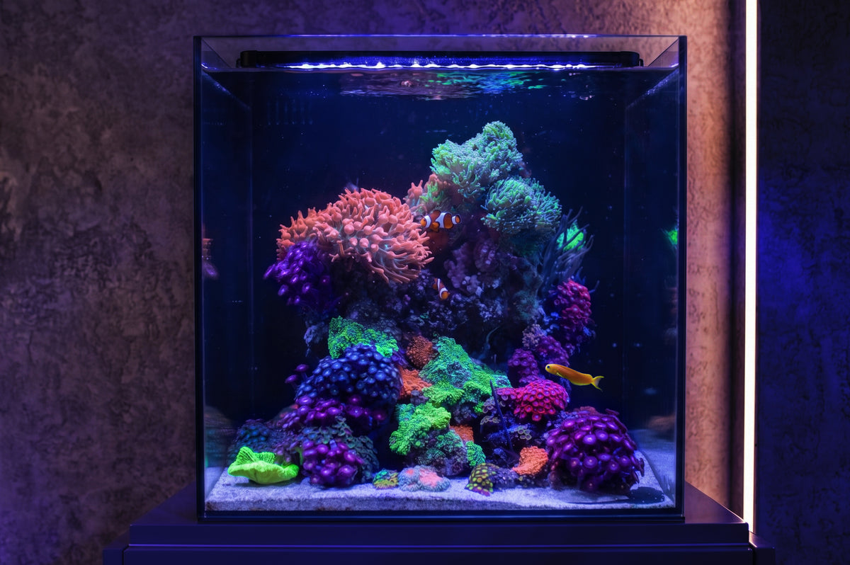 Aquaforest Nano Tank 85L Reef in the Box Complete Marine Reef Aquarium Starter Kit
