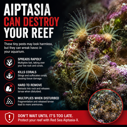 Red Sea Aiptasia-X 500ml Refill - R22233