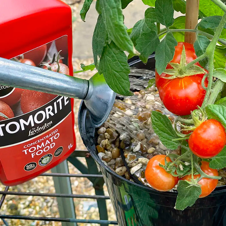 Levington Tomorite 1L +20% FREE ( 1.2L) Tomato Food