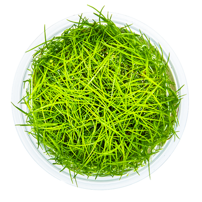 Tropica Eleocharis Acicularis Aquarium Live Plant