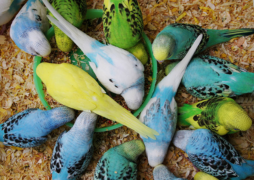 Bucktons Budgie 50/50 Bird Seed Mix 20kg Bulk Bag