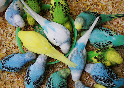 Bucktons Budgie 50/50 Bird Seed Mix 20kg Bulk Bag