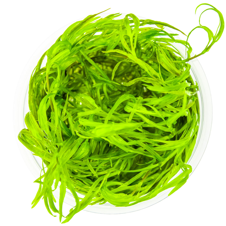 Tropica 1-2 Grow Najas Guadalupensis Guppy Grass Live Aquarium Plant