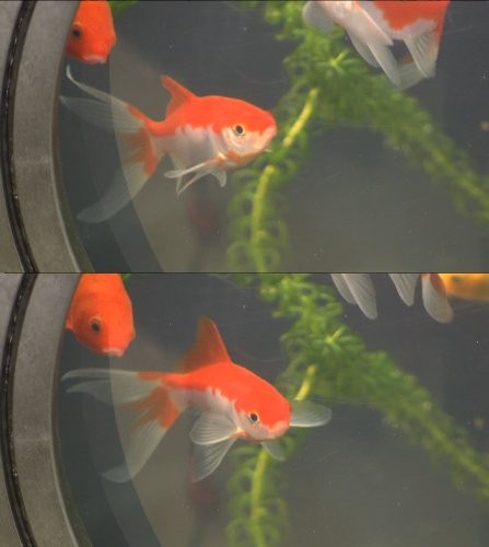 Blagdon Affinity Mocha Halfmoon