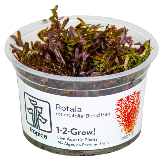 Tropica Rotala rotundifolia 'Blood Red' (Medium, Red) 1-2-Grow!