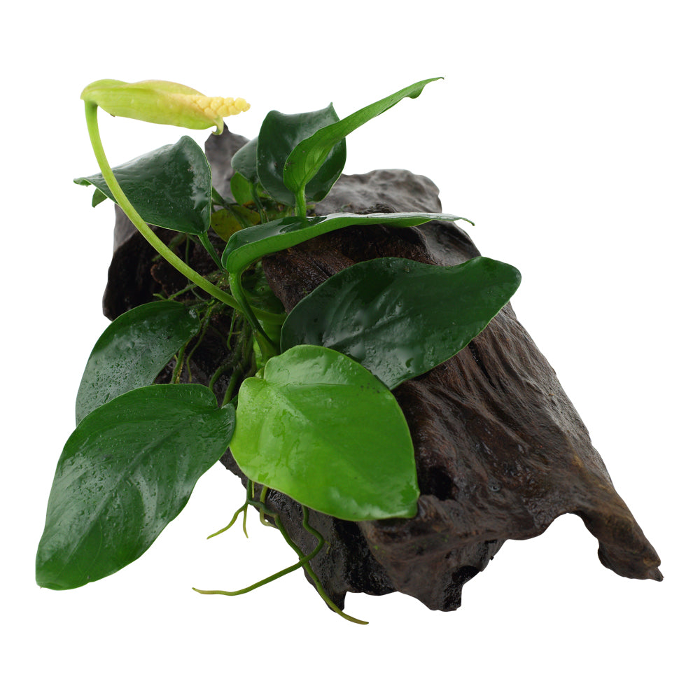 Tropica Anubias Barteri Var. Nana (easy, On Wood) 