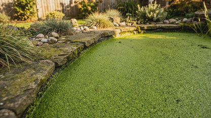 Aquacadabra Duckweed Remover for Aerated Ponds
