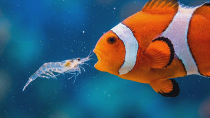 Aquacadabra Frozen Mysis Fish Food 100g Blister Packs Natural Seahorse Aquarium